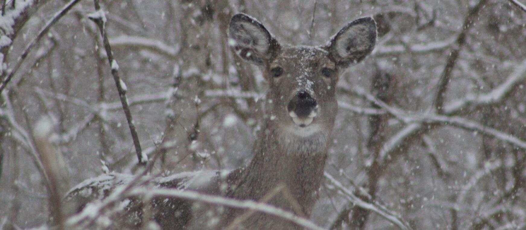 Ohio’s 2025 Muzzleloader Deer Hunting Season Results